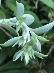 Echeveria gibbiflora