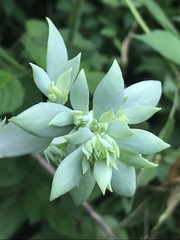 Echeveria gibbiflora