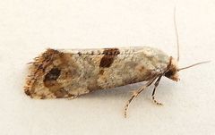 Platphalonidia felix