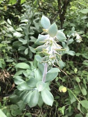 Echeveria gibbiflora