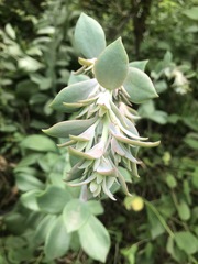 Echeveria gibbiflora