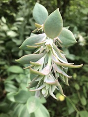 Echeveria gibbiflora