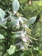 Echeveria gibbiflora