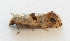 Platphalonidia felix