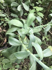 Echeveria gibbiflora