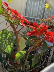 Euphorbia pulcherrima