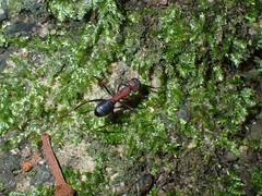 Camponotus irritabilis