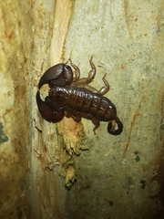 Liocheles