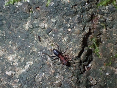 Camponotus irritabilis
