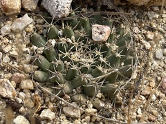 Mammillaria peninsularis