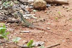 Leiolepis belliana
