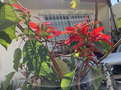 Euphorbia pulcherrima