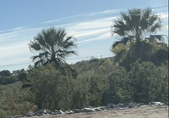 Washingtonia filifera