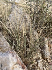 Bouteloua reflexa