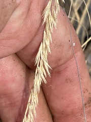 Bouteloua reflexa