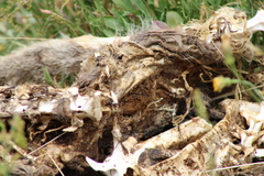 Thylogale billardierii