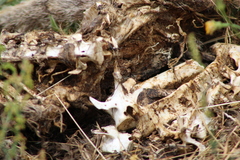 Thylogale billardierii