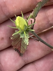 Hibiscus ribifolius