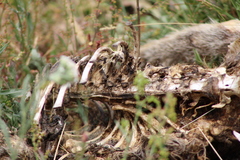 Thylogale billardierii