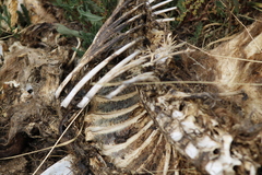 Thylogale billardierii