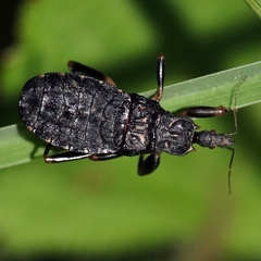 Austrokatanga monteithi