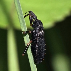 Austrokatanga monteithi