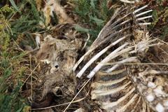 Thylogale billardierii