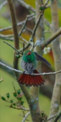 Amazilia tzacatl