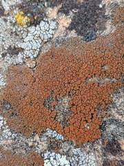 Rufoplaca arenaria