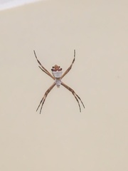 Argiope argentata