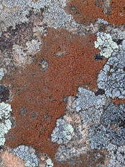 Rufoplaca arenaria