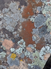 Rufoplaca arenaria