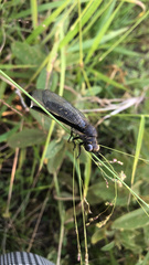 Stilbopteryx costalis