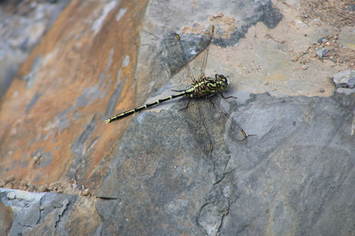 Yellow-striped Hunter