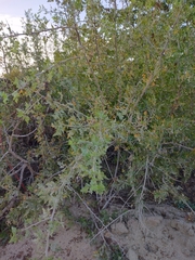 Bursera littoralis