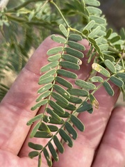 Prosopis articulata