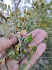 Bursera littoralis