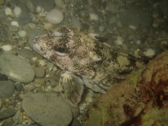 Bovichtus variegatus