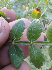 Bursera littoralis