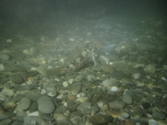 Bovichtus variegatus