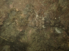 Bovichtus variegatus