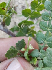 Bursera littoralis