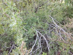 Bursera littoralis