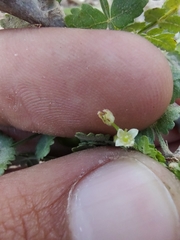 Bursera littoralis