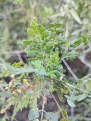Bursera littoralis