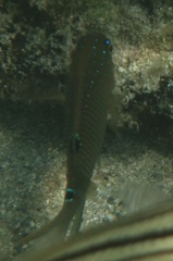 Stegastes adustus