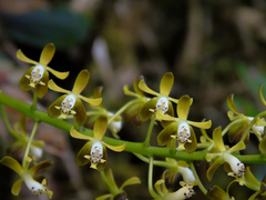 Epidendrum cylindraceum