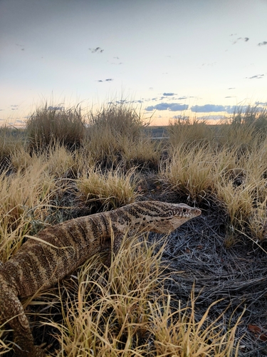 Spencer's Monitor, Varanus spenceri