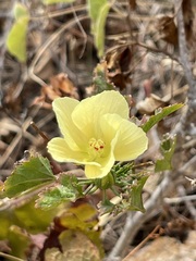 Hibiscus ribifolius