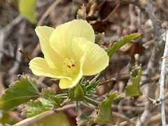 Hibiscus ribifolius
